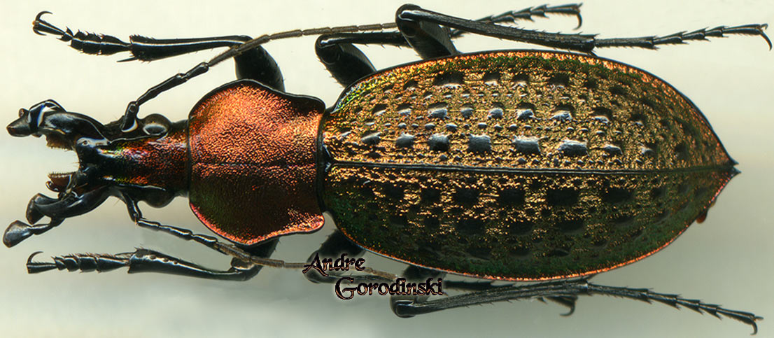 http://www.gorodinski.ru/carabus/Coptolabrus elysii rothschildi.jpg